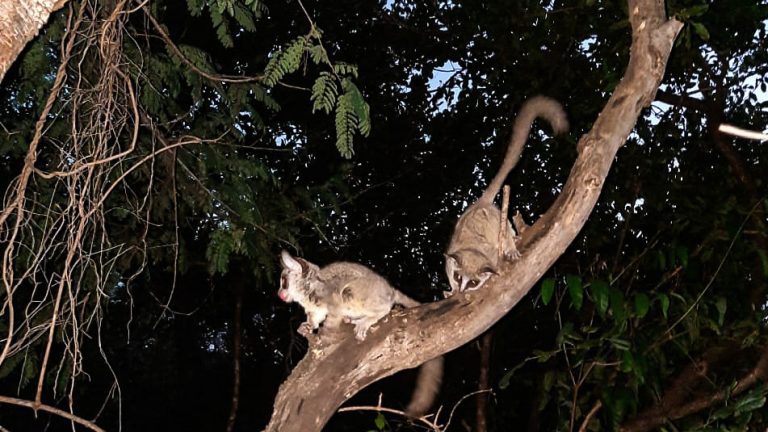 Bushbabies - edited_edited