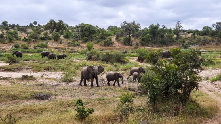 Elephants - edited_edited