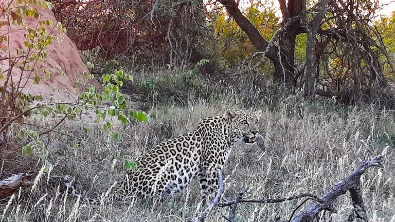 Leopard - edited_edited