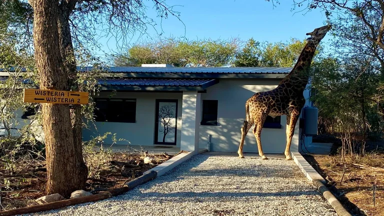 Giraffe