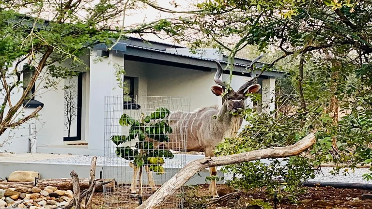 Kudu